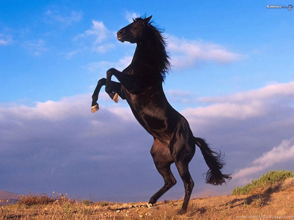 Beautiful Black Horses Running , HD Wallpaper & Backgrounds