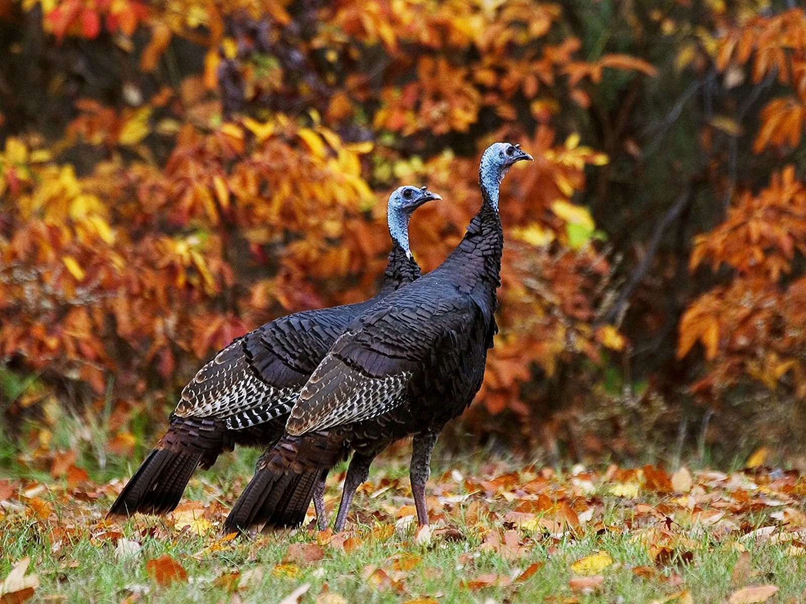 Wild Turkeys In Autumn , HD Wallpaper & Backgrounds