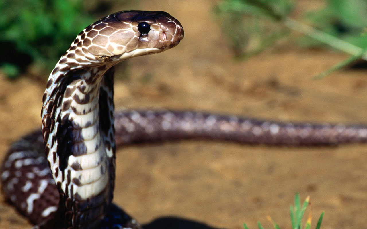 Animal Wallpapers - Dangerous Snakes , HD Wallpaper & Backgrounds