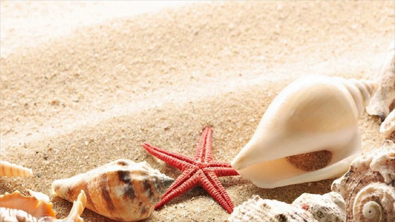 Brilliant Ideas Starfish Wallpaper On Beach Goa India - Sea Shells Starfish Beach , HD Wallpaper & Backgrounds