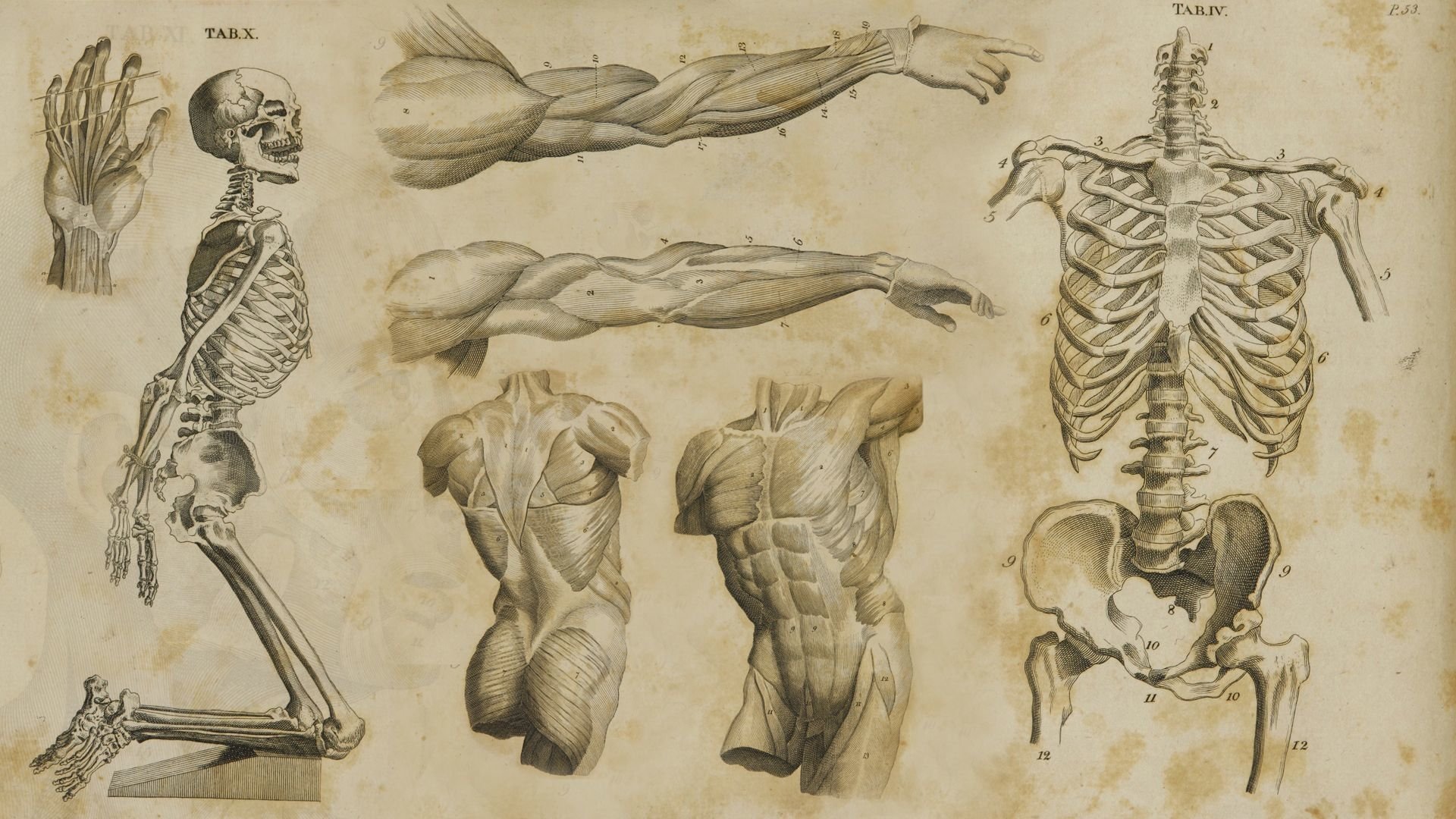 Fondos De Pantalla Id - Anatomy Study , HD Wallpaper & Backgrounds