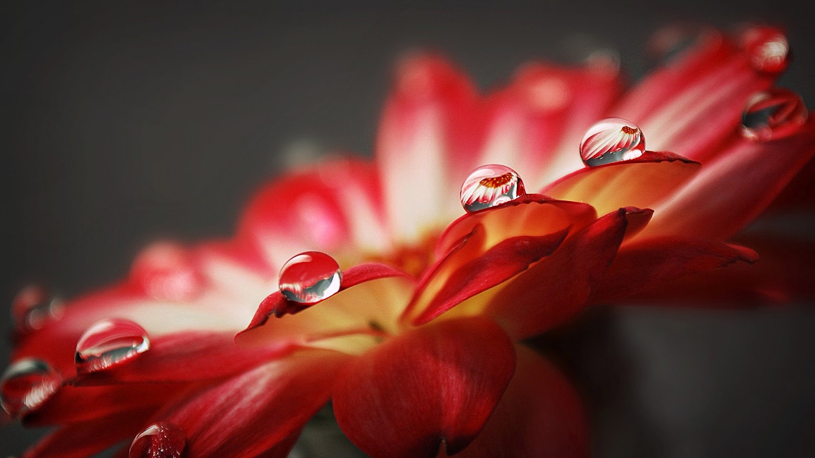 Hd Bloemen Wallpaper Met Een Close Up Van Een Rode - Macro Photography , HD Wallpaper & Backgrounds