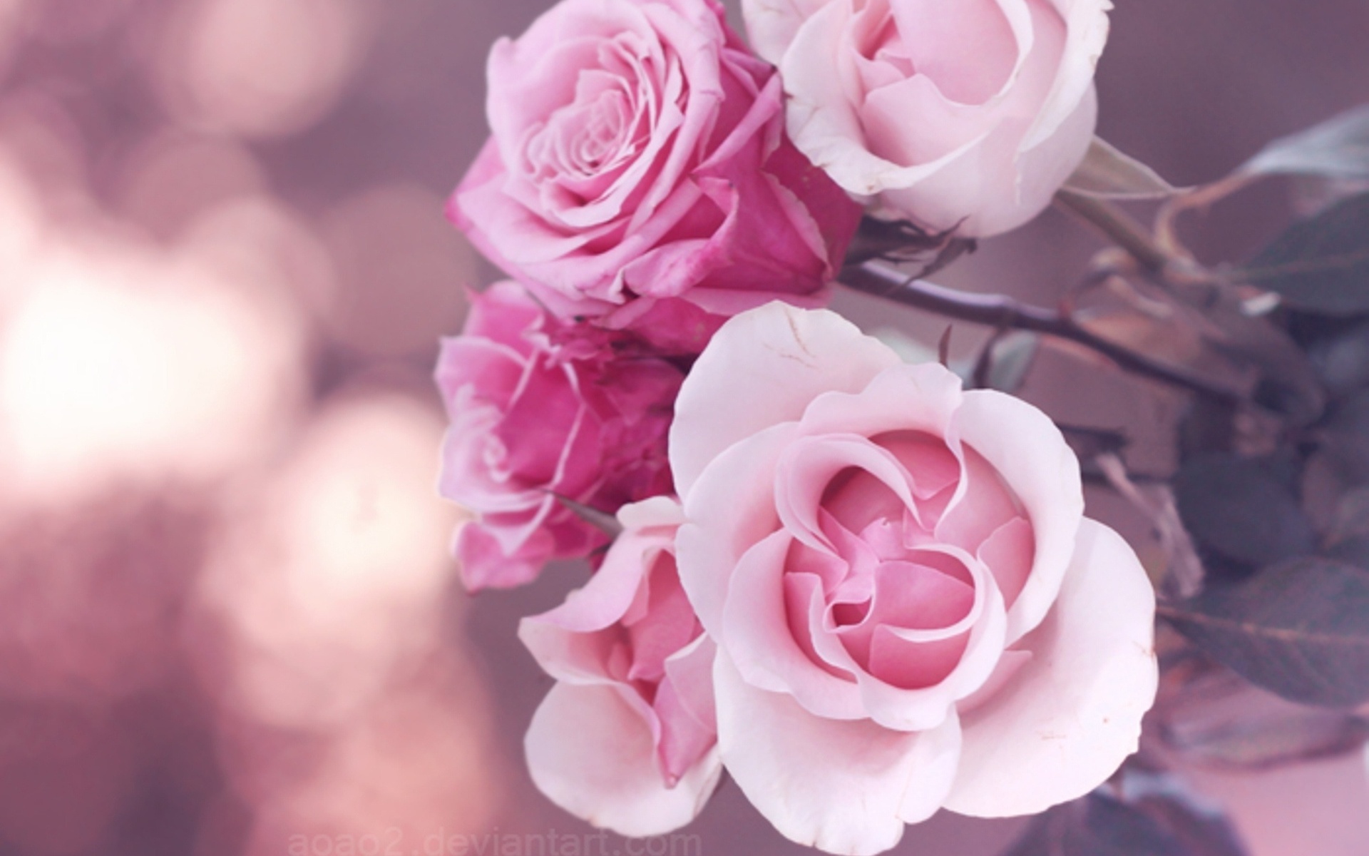 Rose Hd Wallpaper - Beautiful Pink Roses , HD Wallpaper & Backgrounds