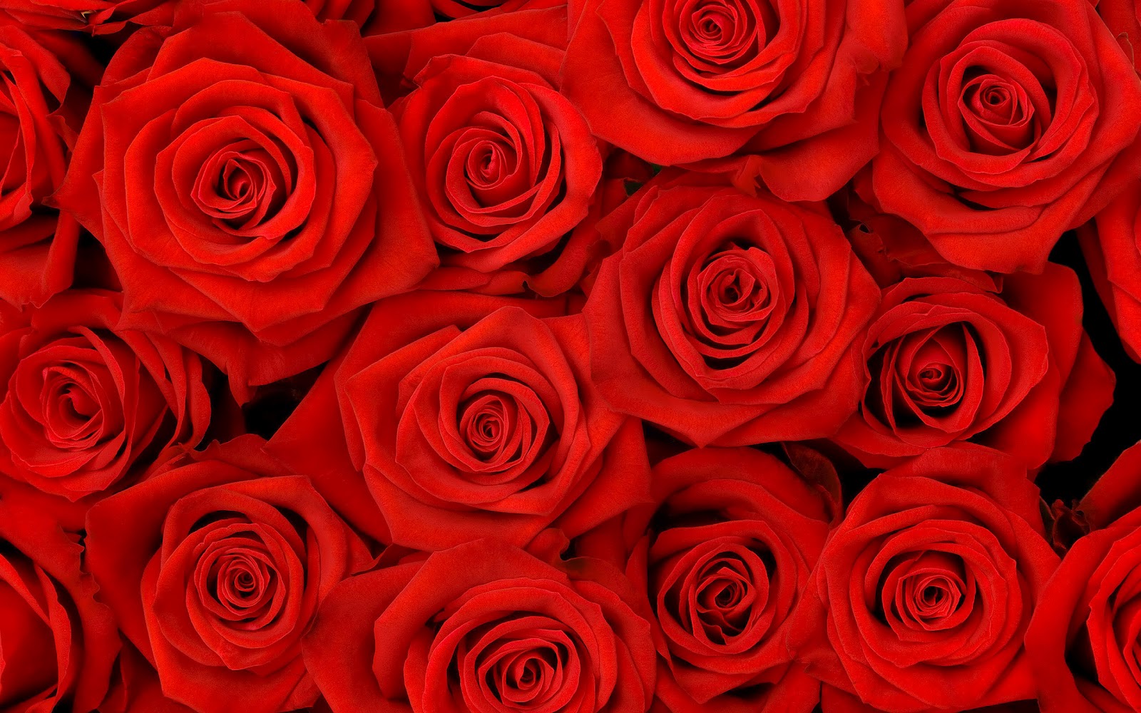 Mooie Rozen Achtergronden Bureaublad Hd Bloemen Roos - Samurai Rose , HD Wallpaper & Backgrounds