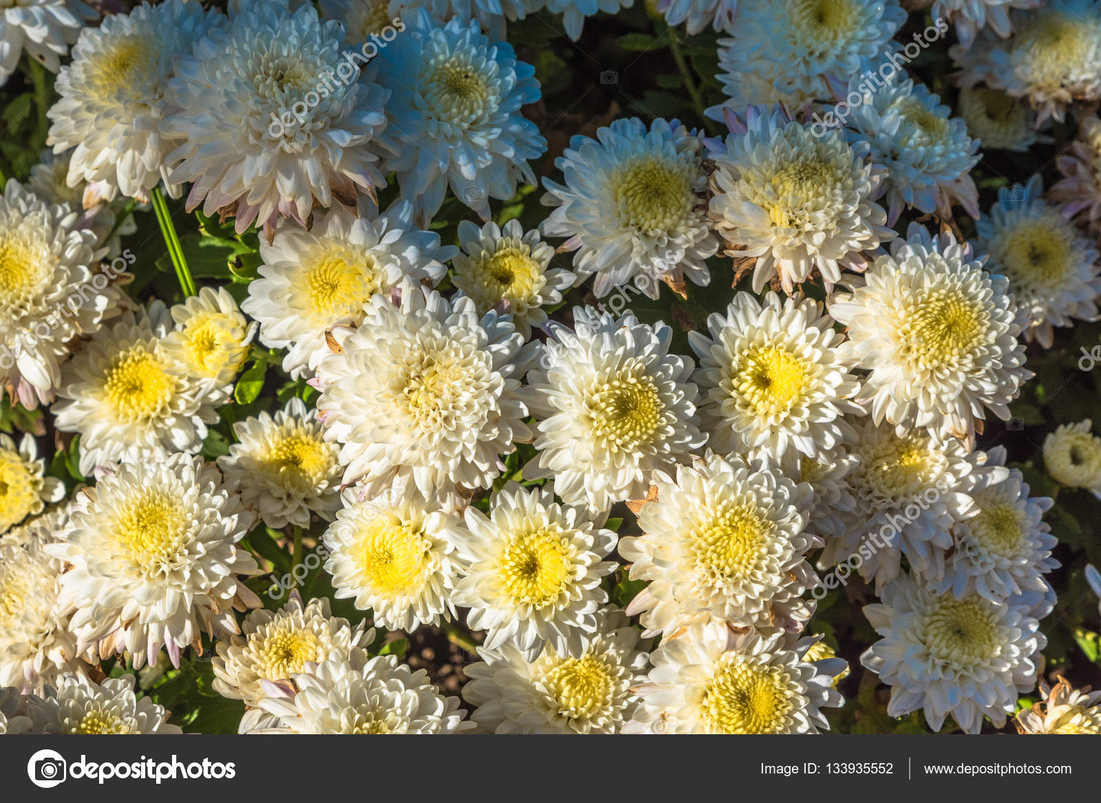 Witte Chrysant Bloemen Wallpaper Achtergrond In Warme - Chrysanths , HD Wallpaper & Backgrounds