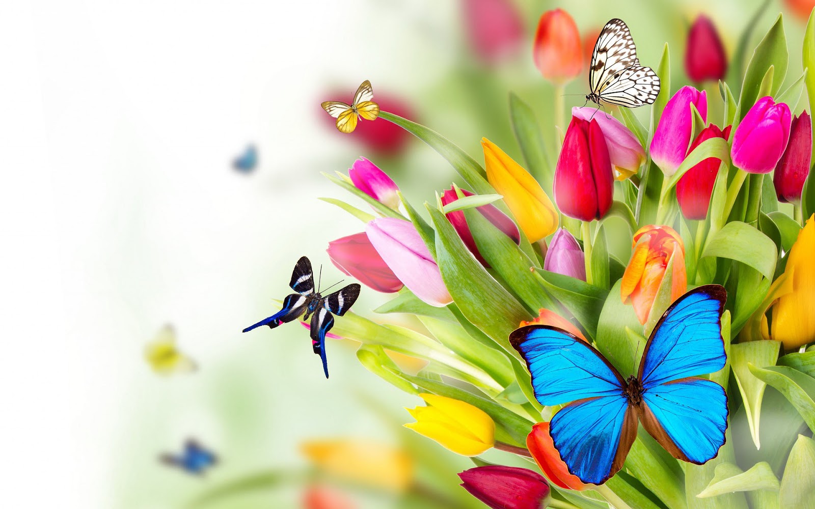 22 Lente Wallpapers Met Bloemen Mooie Leuke - Butterflies On The Flowers , HD Wallpaper & Backgrounds