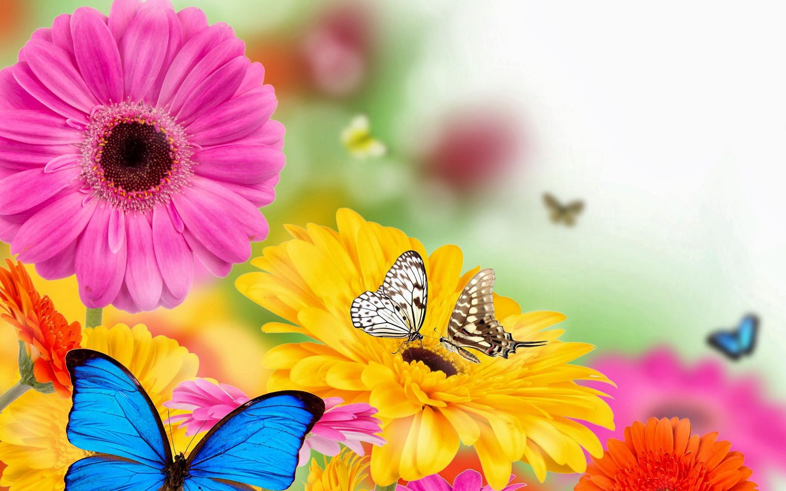 Wallpapers Wallpapers - Flowers And Butterfly Gif , HD Wallpaper & Backgrounds