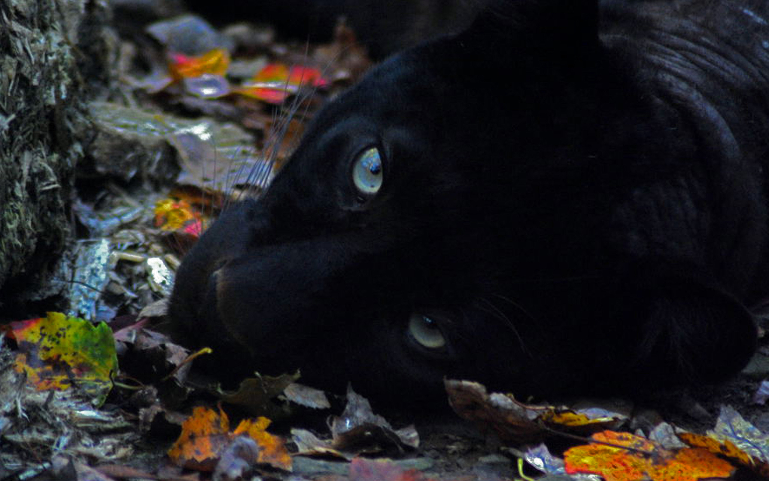 Black Panther Wallpaper - Pantera Animal Wallpapers Hd , HD Wallpaper & Backgrounds