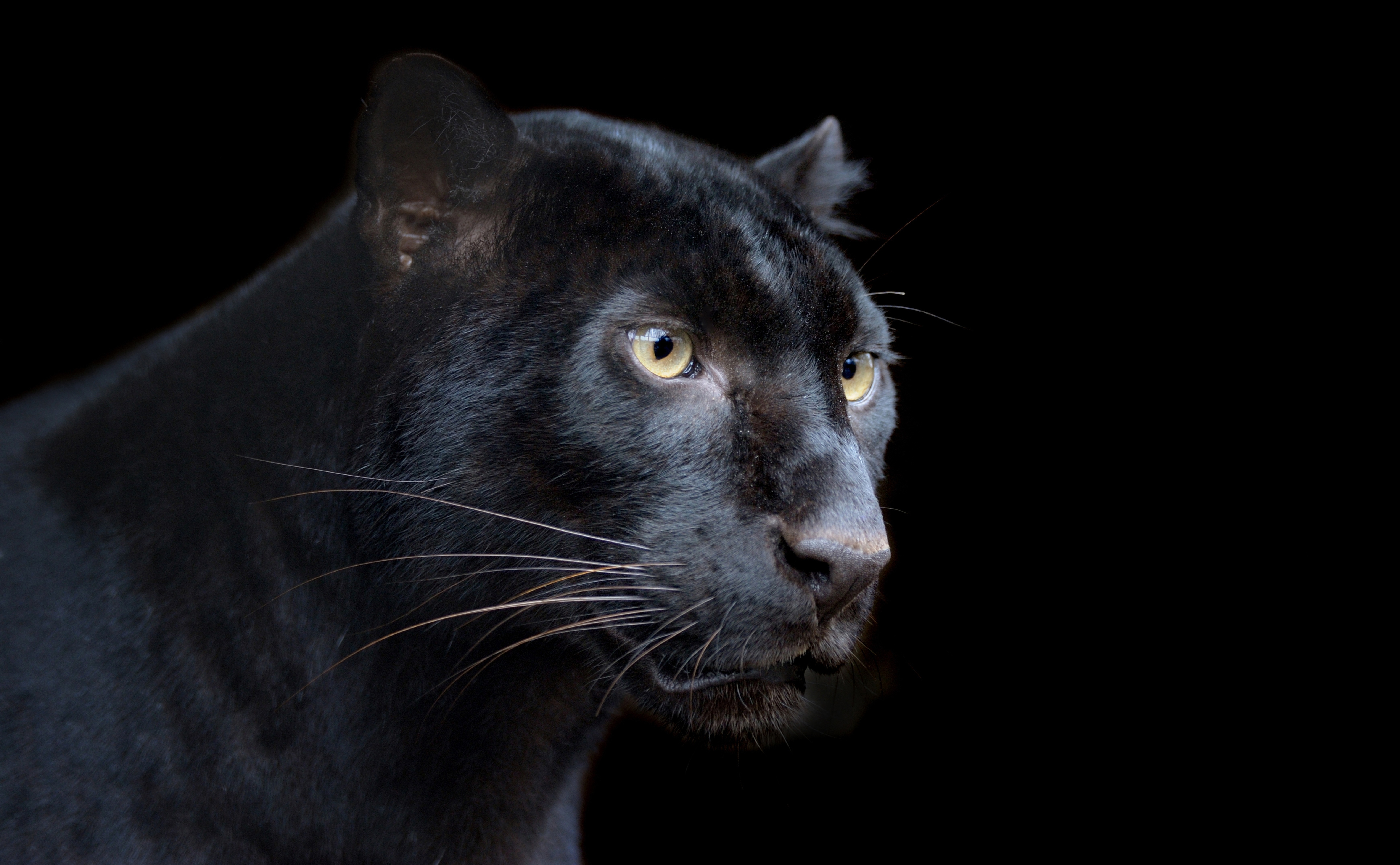 Black Panther Wallpapers-40 - Animal Papel De Parede Pantera Negra , HD Wallpaper & Backgrounds