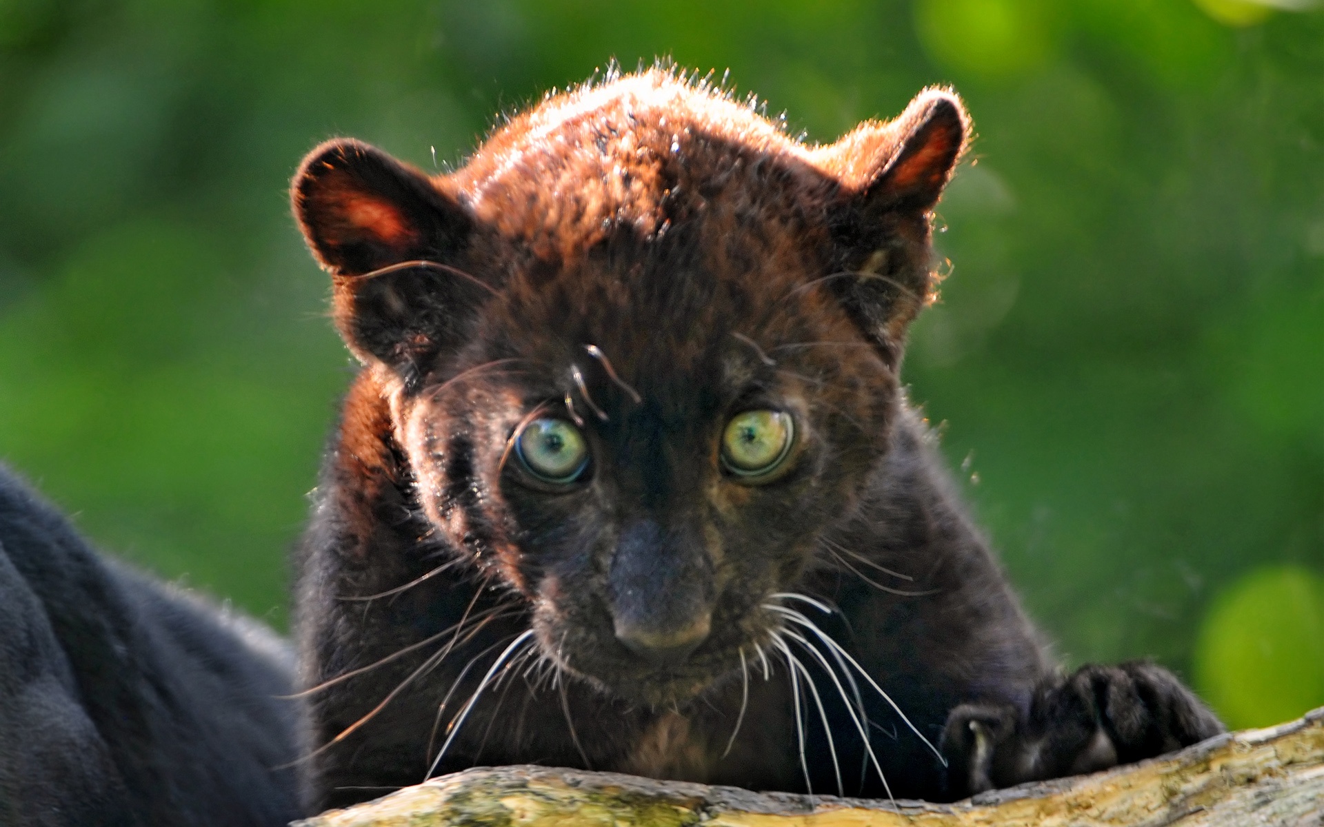 Baby Black Leopard Wallpaper - Panthere Noire Kenya , HD Wallpaper & Backgrounds