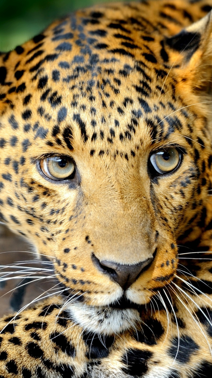 Whiskers, Leopard, Terrestrial Animal, Lion, Black - Leopard , HD Wallpaper & Backgrounds
