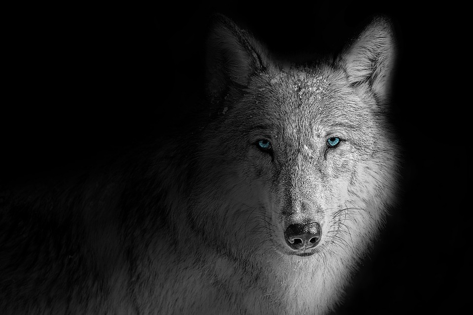 Wolf Head Shadow , HD Wallpaper & Backgrounds