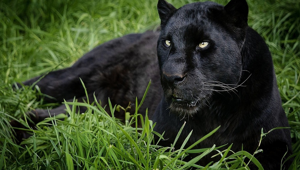Animals, Black Panther Desktop Background - Animals Black Panther , HD Wallpaper & Backgrounds