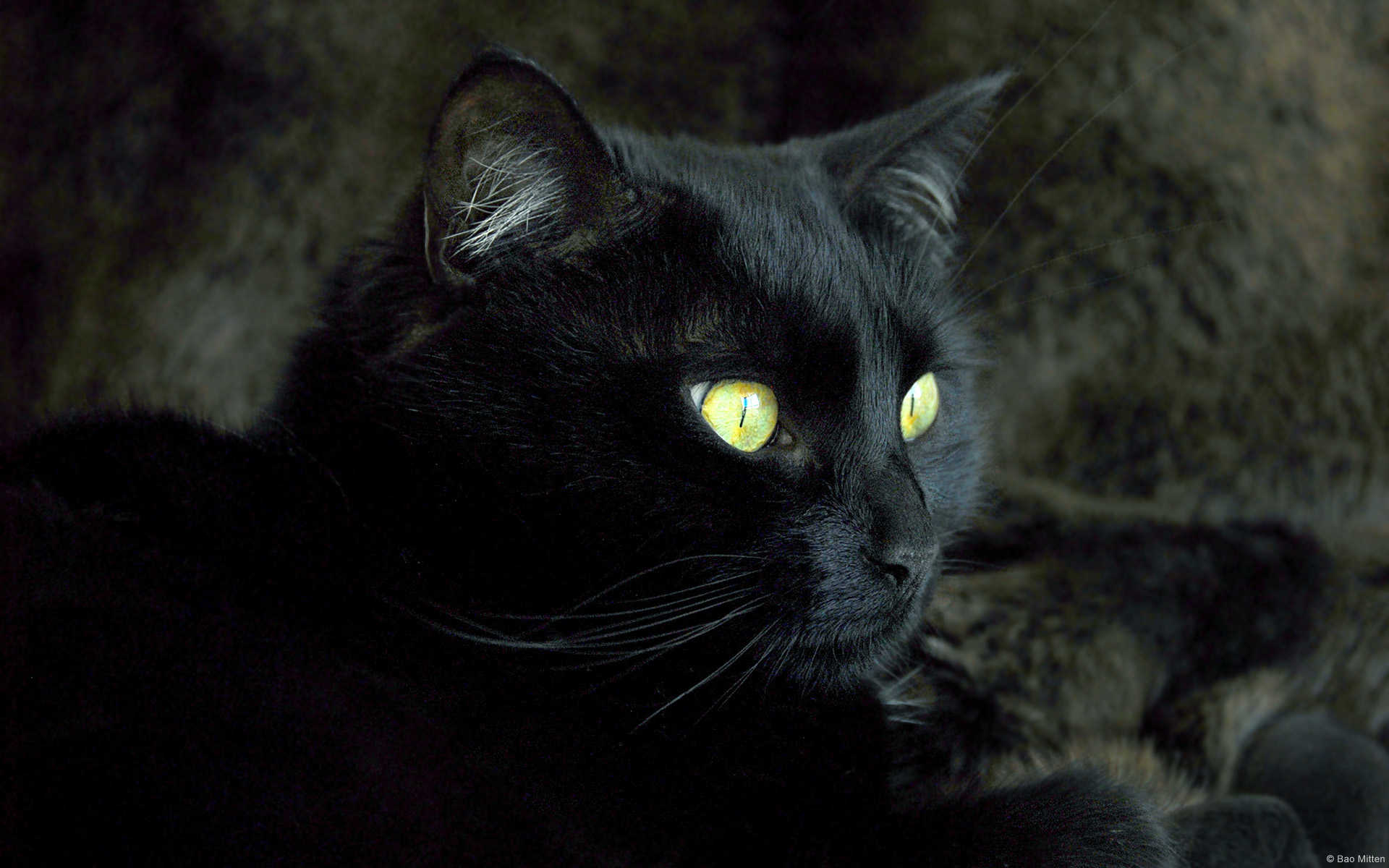 Get It Now - Bagheera Gatto , HD Wallpaper & Backgrounds