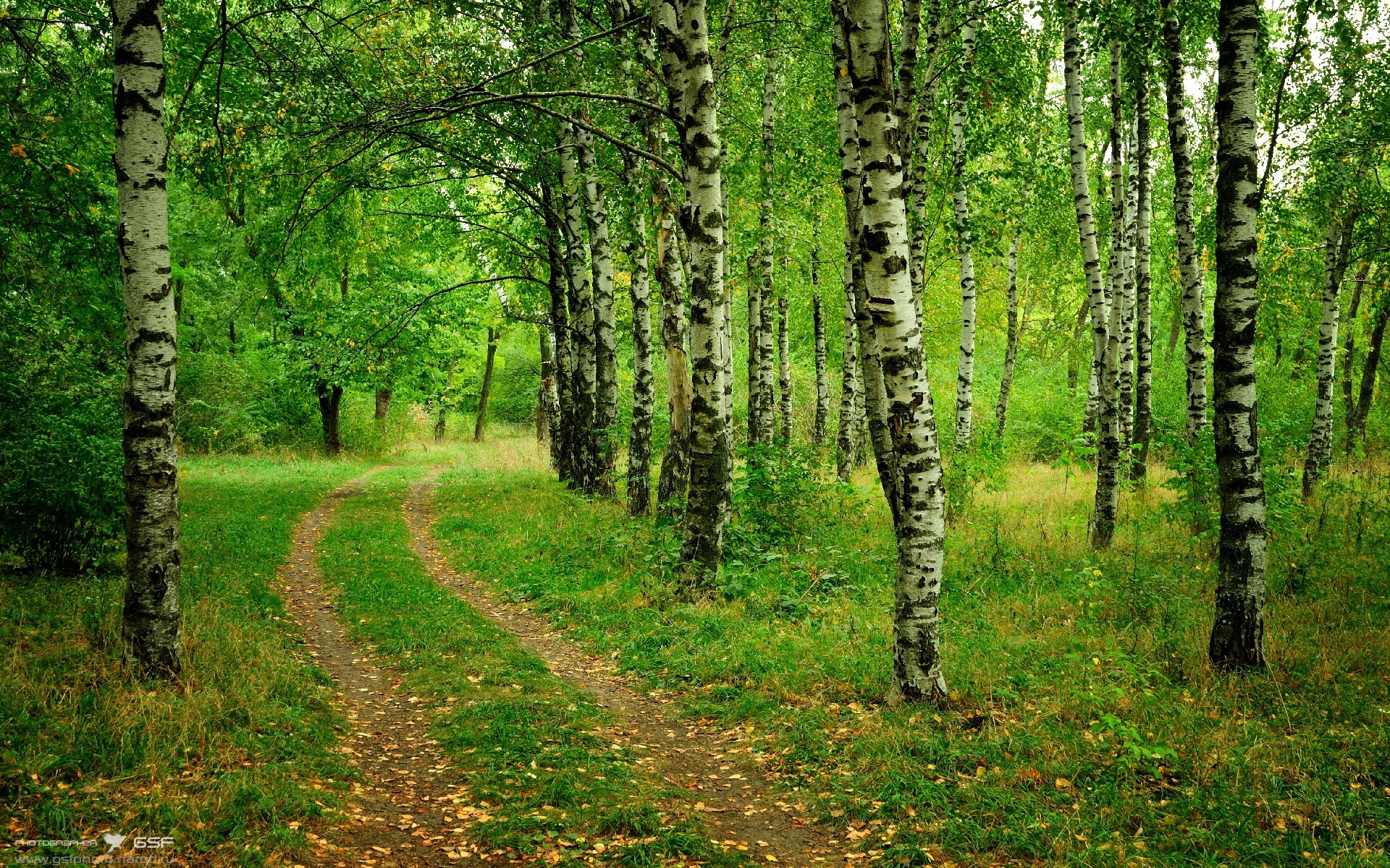 Birch Tree Wallpaper - Заставка Природа С Березой На Рабочий Стол , HD Wallpaper & Backgrounds