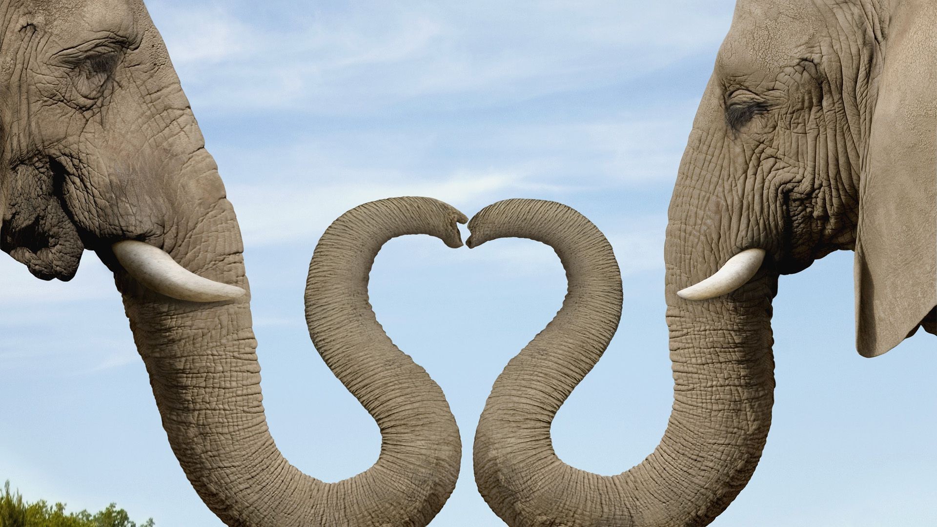 Elephant Trunks Making A Heart , HD Wallpaper & Backgrounds