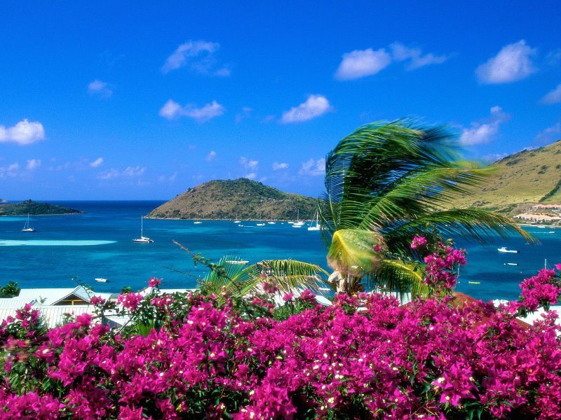 Huizen & Landschappen Mooiefotosx - Hawaii Beach With Flowers , HD Wallpaper & Backgrounds