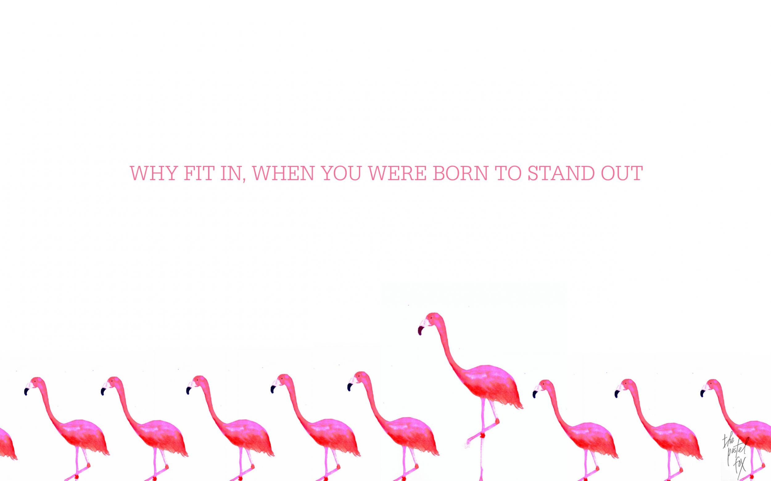 Flamingo Wallpaper, Hello Kitty Wallpaper, Summer Wallpaper, - Fit In When You Were Born , HD Wallpaper & Backgrounds