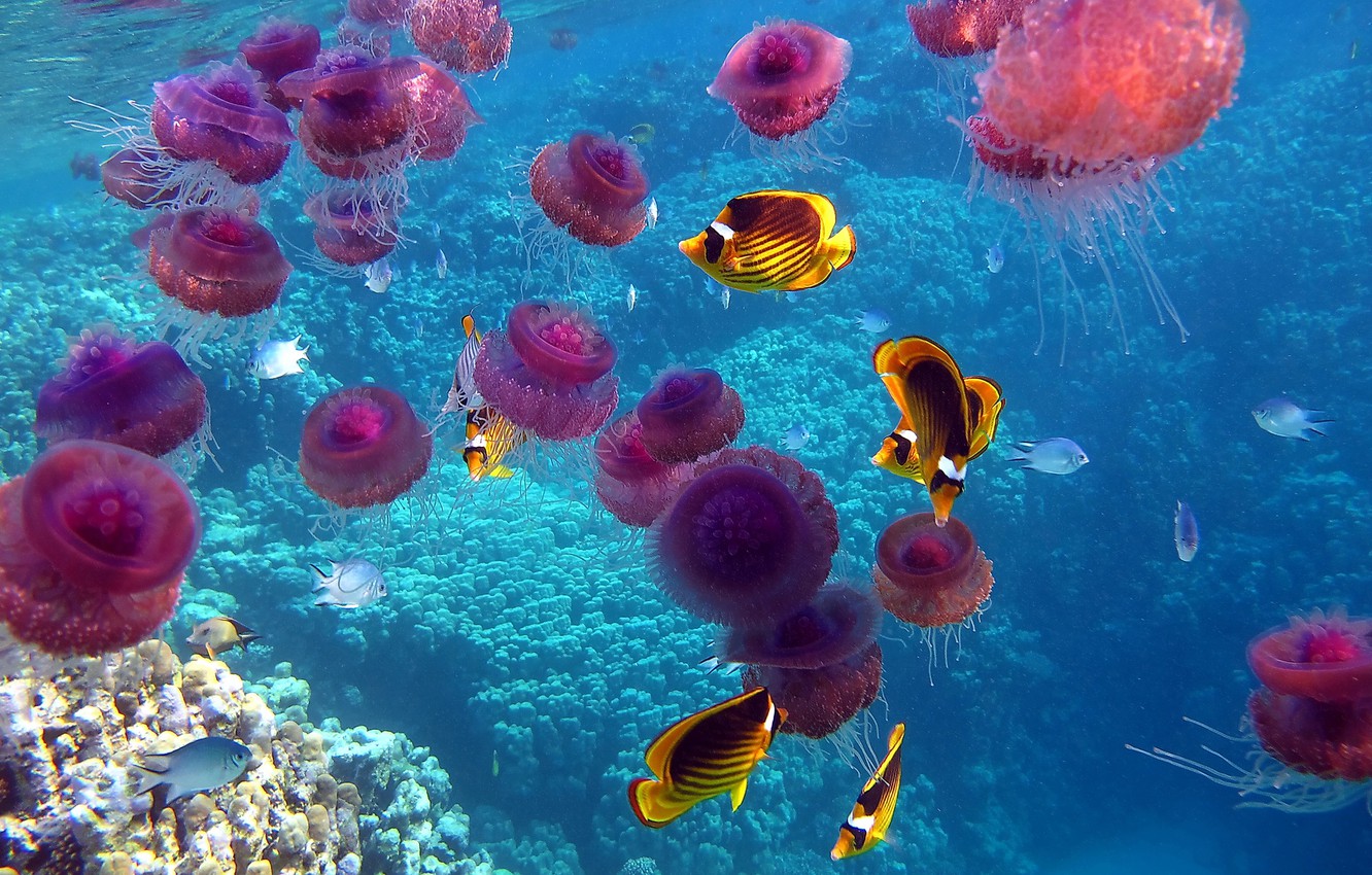 Photo Wallpaper Sea, Fish, The Ocean, Corals, Jellyfish, - Jelly Fish Coral Reef , HD Wallpaper & Backgrounds