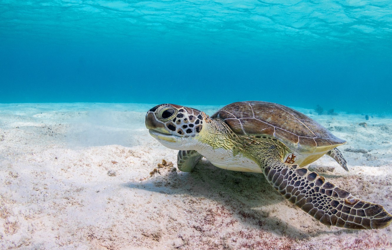 Photo Wallpaper Sea, Water, Background, Turtle, Underwater - Fond D Écran Tortue , HD Wallpaper & Backgrounds