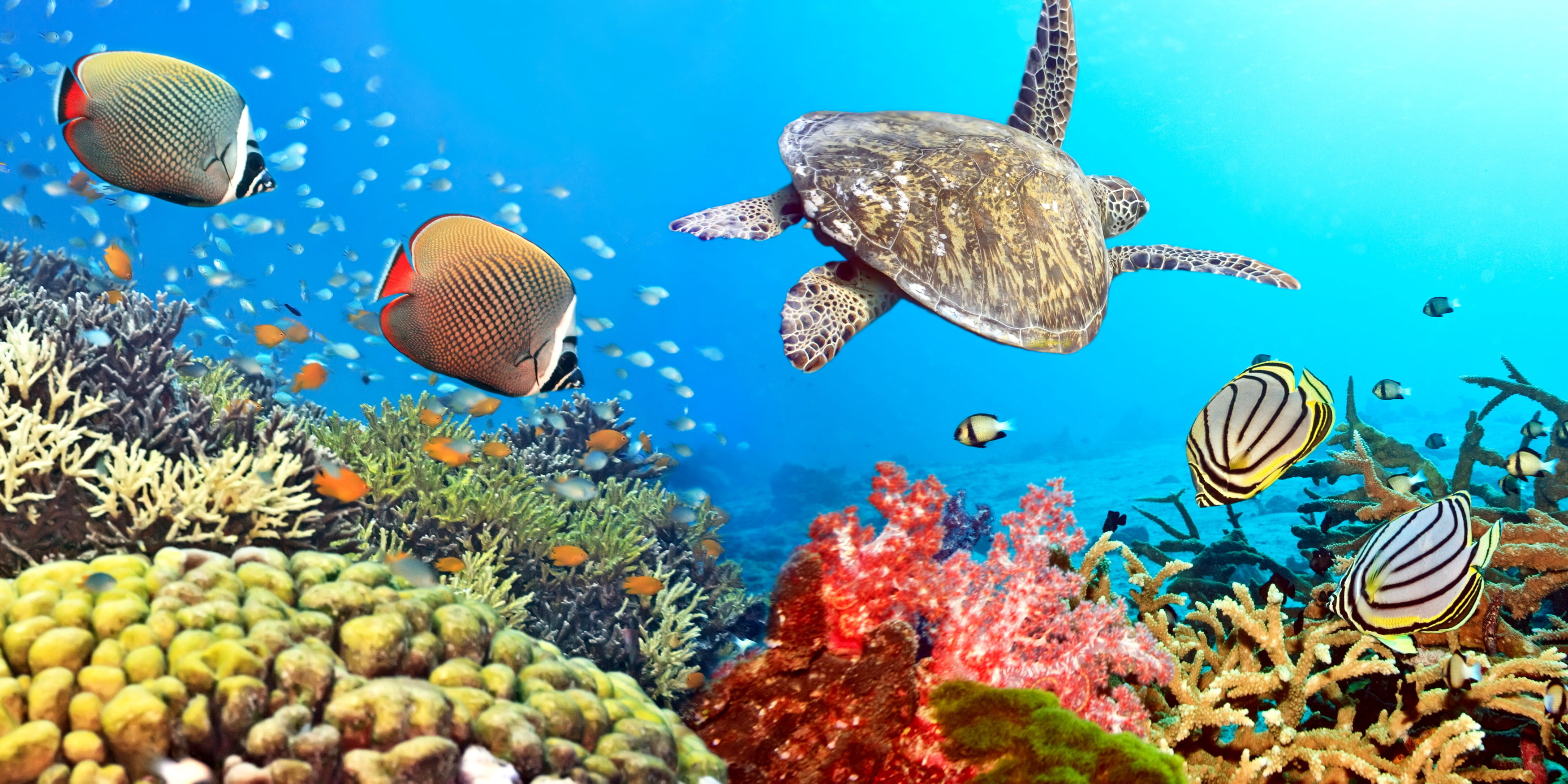 Sea Creatures Illustration, Fish, The Ocean, Turtle, - Ocean Coral Reef Fish , HD Wallpaper & Backgrounds