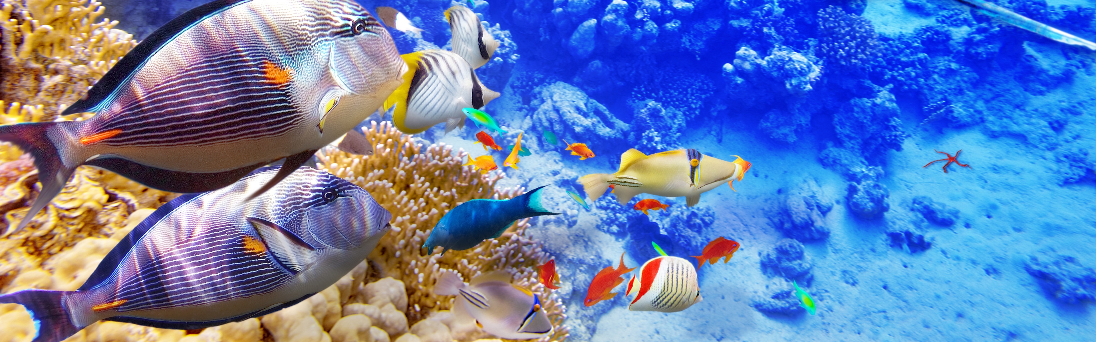 3840x12003840x2160 - Beautiful Sea Fish , HD Wallpaper & Backgrounds