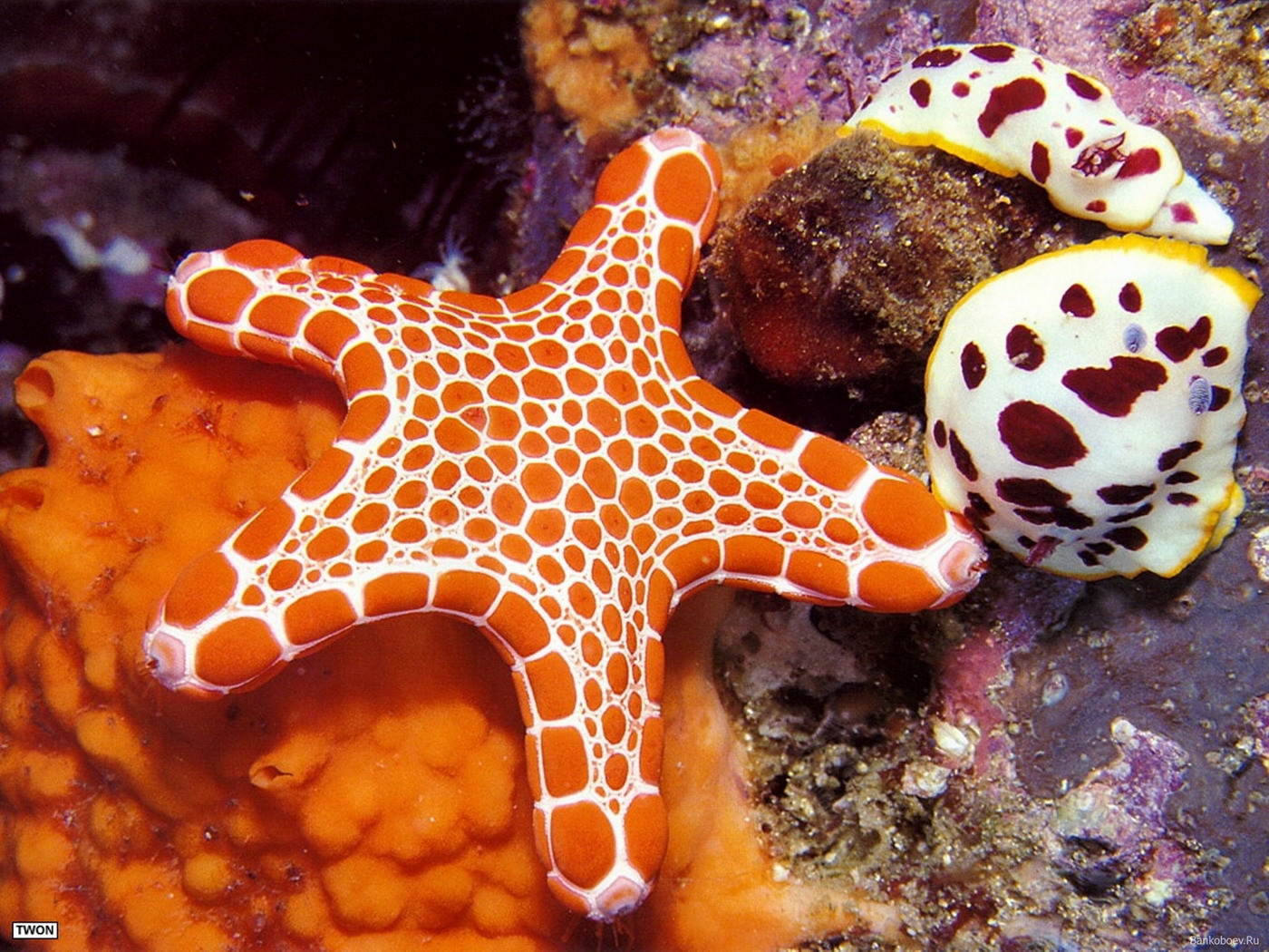 Wallpaper Starfish Underwater World Animals Sea Stars - Vermilion Biscuit Sea Star , HD Wallpaper & Backgrounds