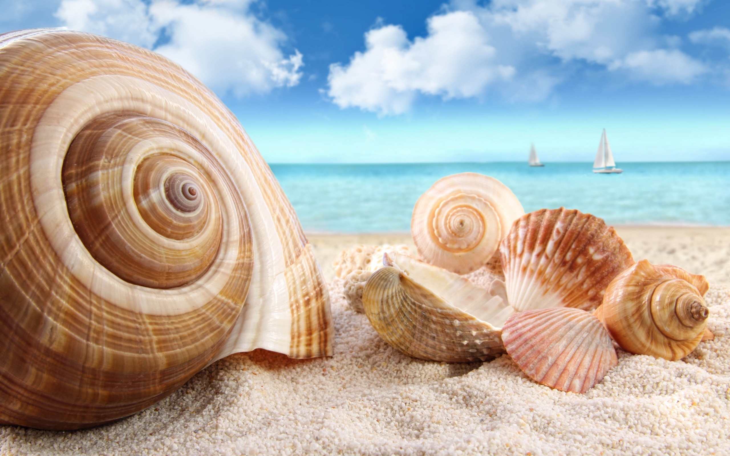 Sea , Download Photo, Beach, , Sand, Sand Beach Wallpaper - Seashells At The Beach , HD Wallpaper & Backgrounds