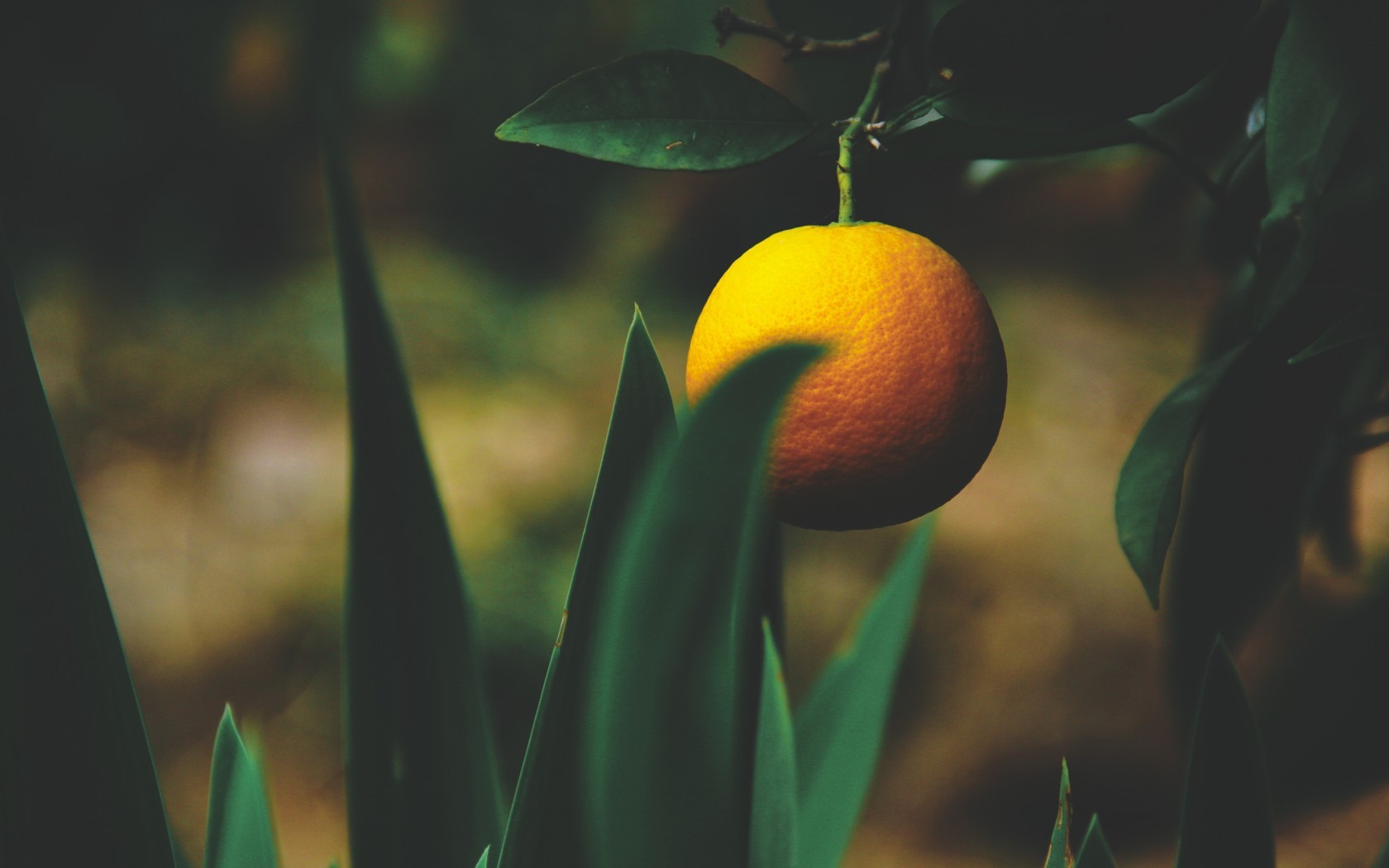 Citrus, Fruit, Leaves, Close-up - Valencia Orange , HD Wallpaper & Backgrounds