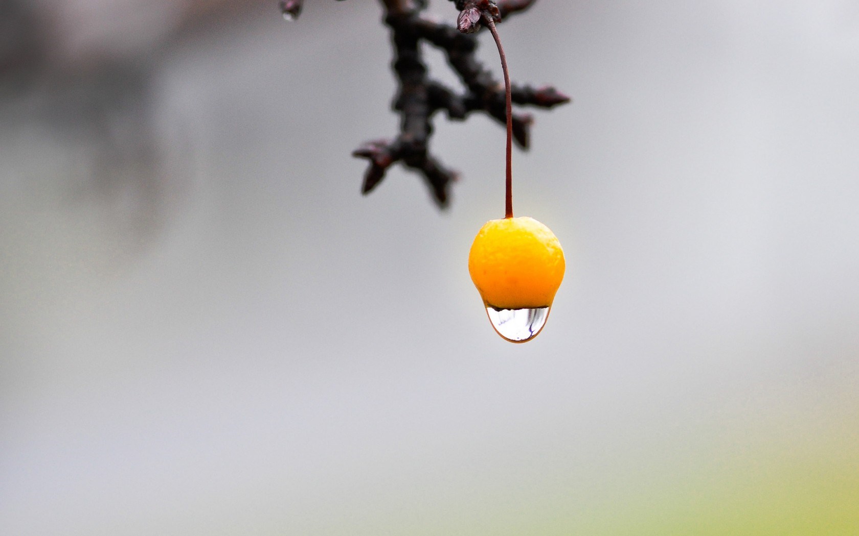 Branch Fruit Yellow Water Drop - Water Drop On Fruit , HD Wallpaper & Backgrounds