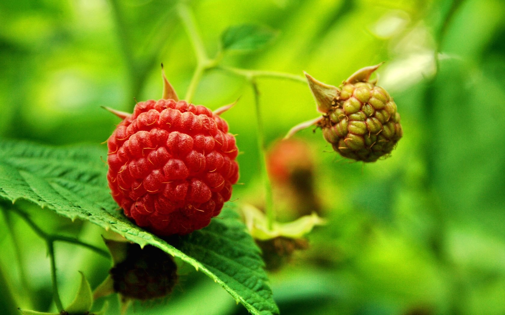 Food Plants Fruits Raspberries Nature Hd Wallpaper - 1136 640 Fruit Nature , HD Wallpaper & Backgrounds
