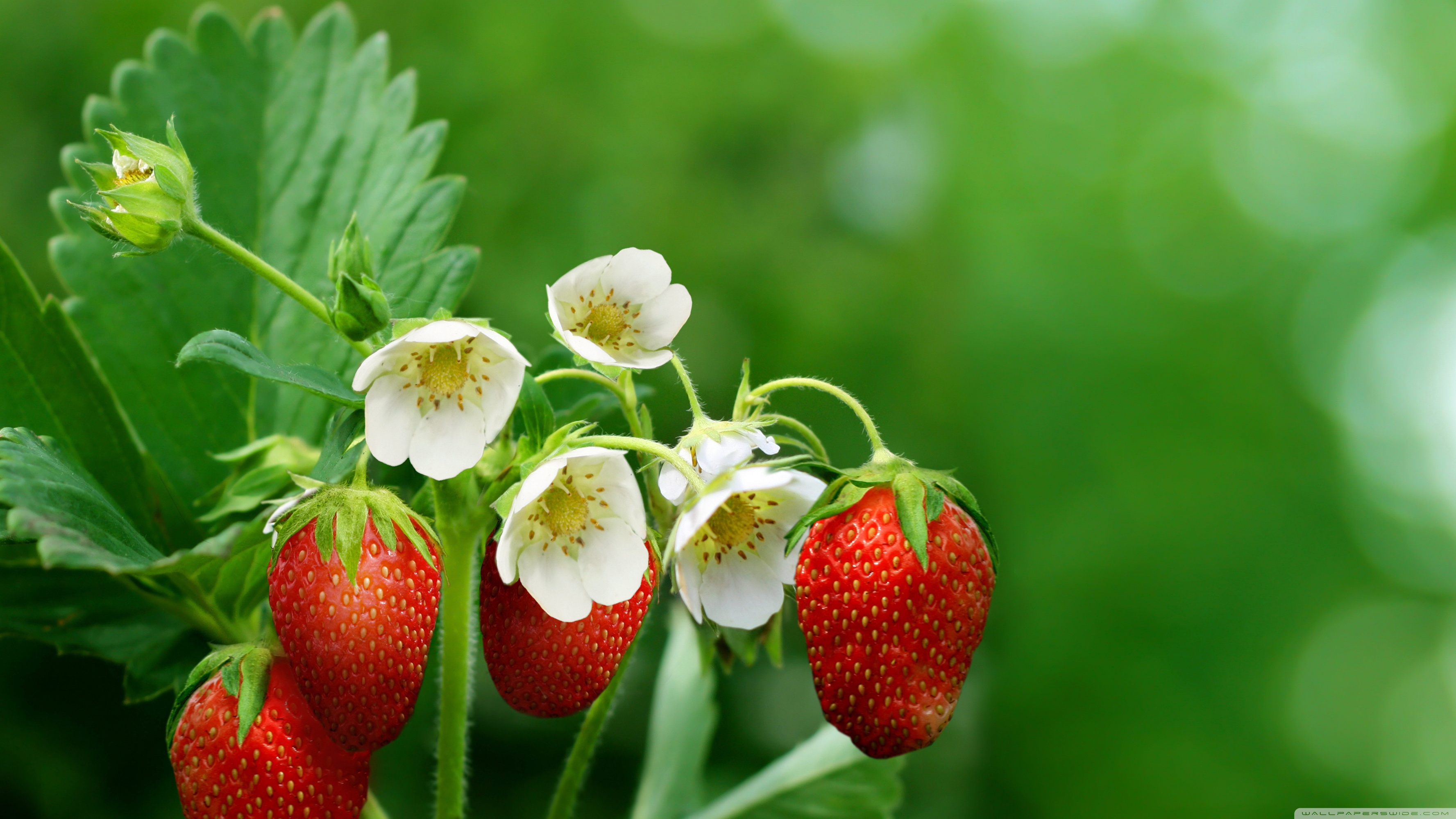 Uhd - Strawberry Plant Images Hd , HD Wallpaper & Backgrounds