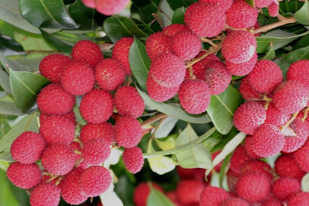 Lychee Fruit , HD Wallpaper & Backgrounds