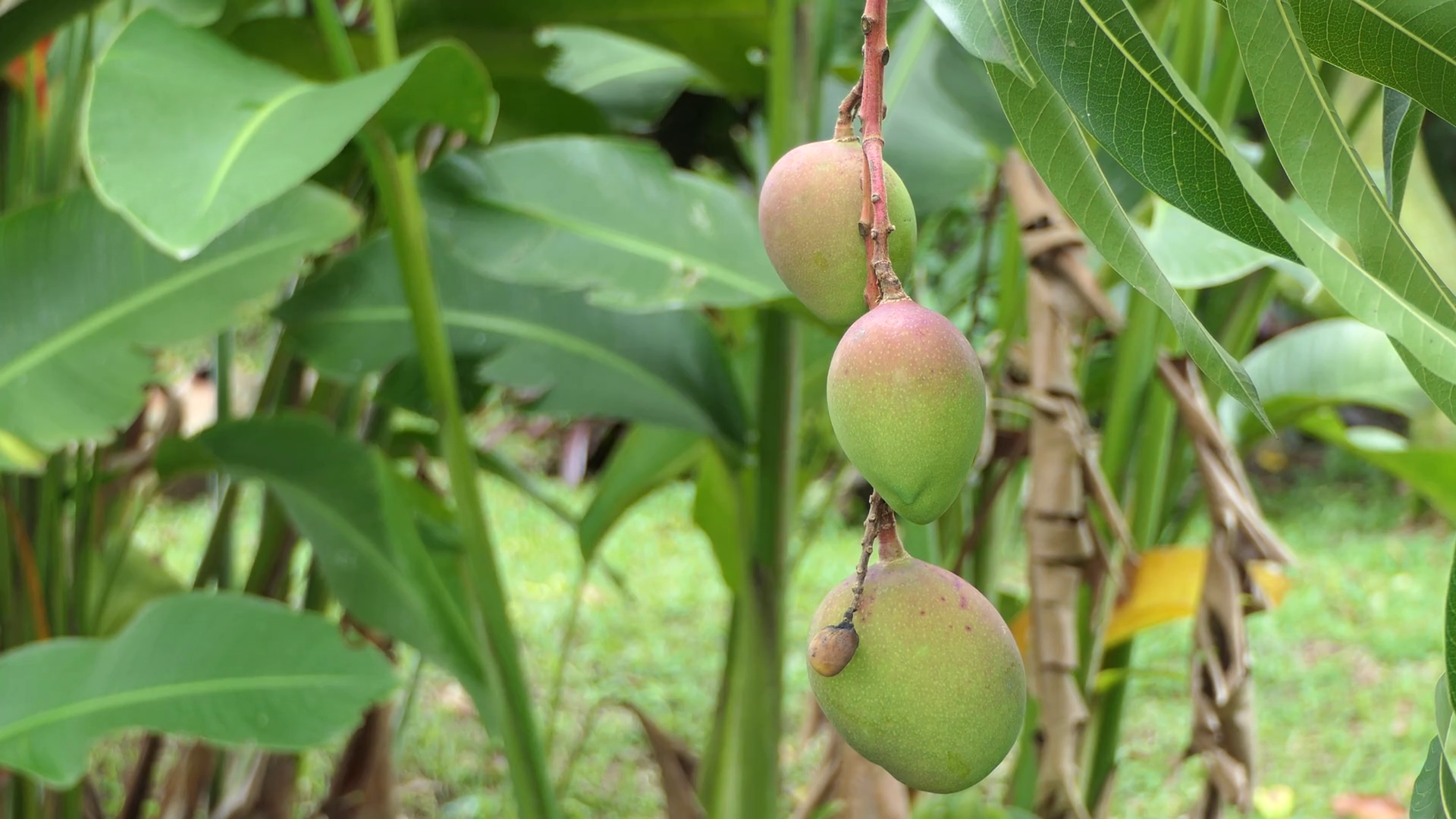 Mango Fruit Hanging At Branch Of Tree In A Plantation - Apricot , HD Wallpaper & Backgrounds
