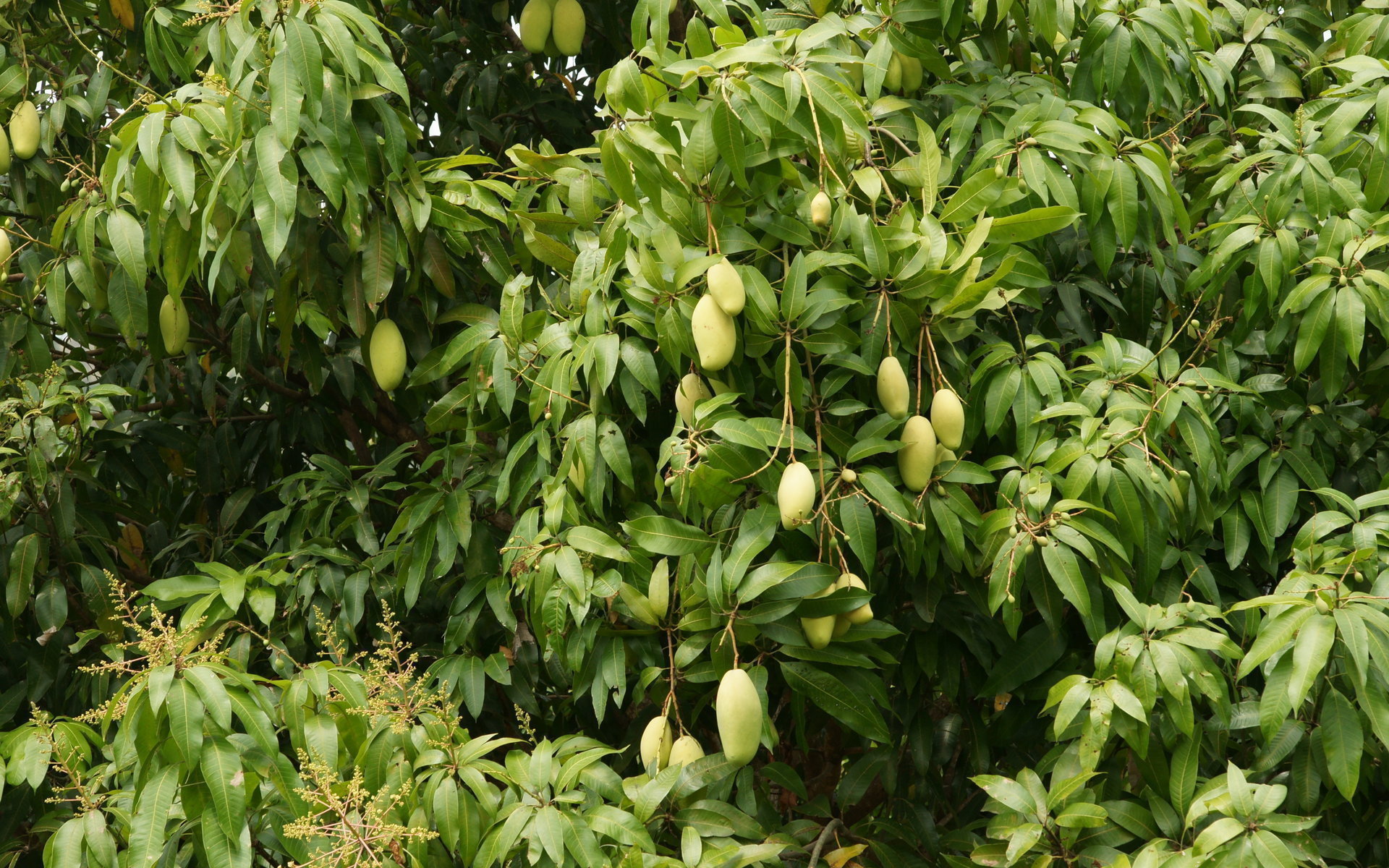 Beautiful Green Mango Widescreen Wallpaper - Mango Trees Images Hd , HD Wallpaper & Backgrounds