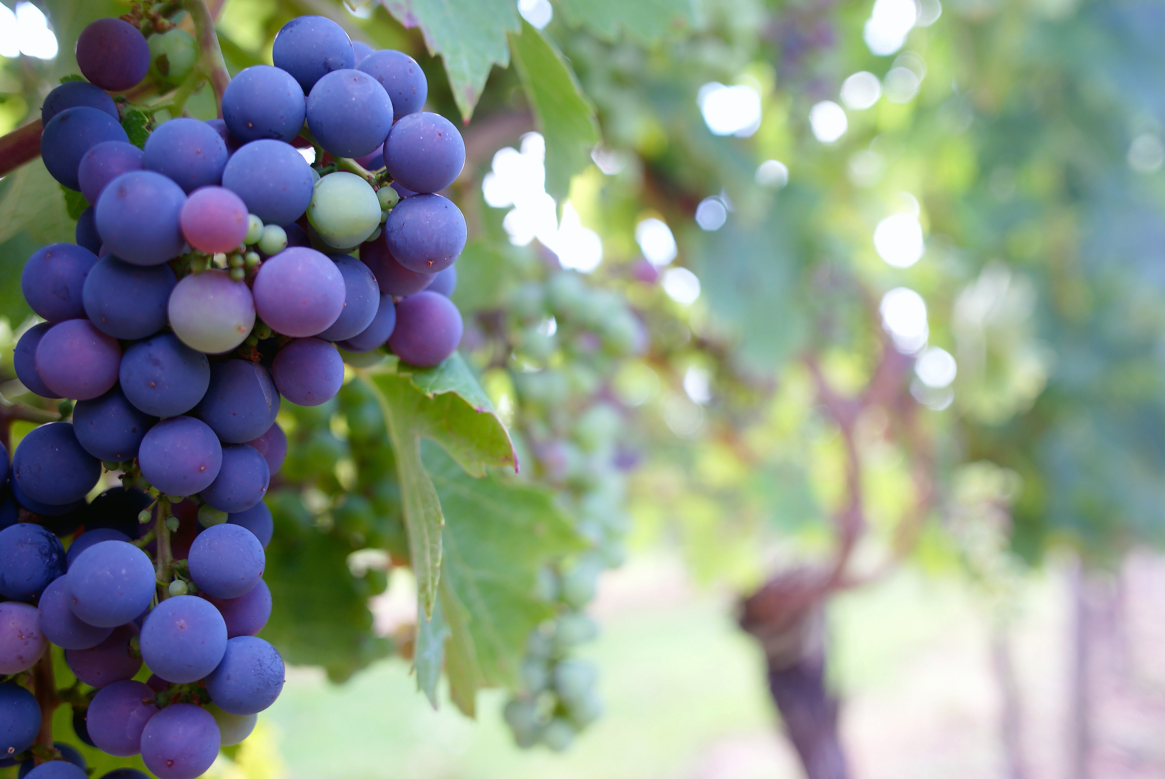 Close Up Photo Of Grape Fruit - Grape Vine , HD Wallpaper & Backgrounds
