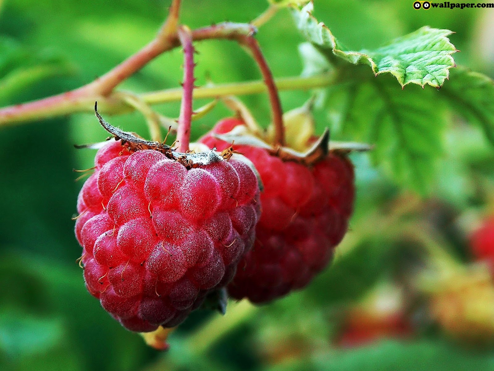 Fruit Tree Wallpaper - Fruits On Trees , HD Wallpaper & Backgrounds