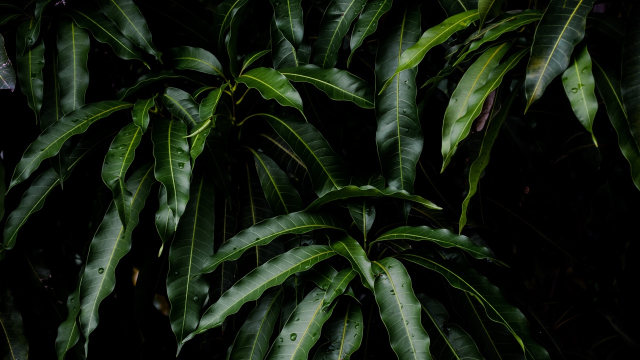 Wallpaper Leaves, Green, Plant, Mango - 4k Green Plant Backgrounds , HD Wallpaper & Backgrounds