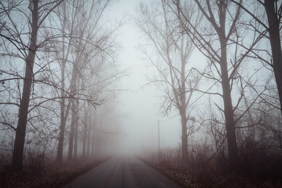 Fog Road Trees Dawn Silence - Paisaje Con Niebla , HD Wallpaper & Backgrounds