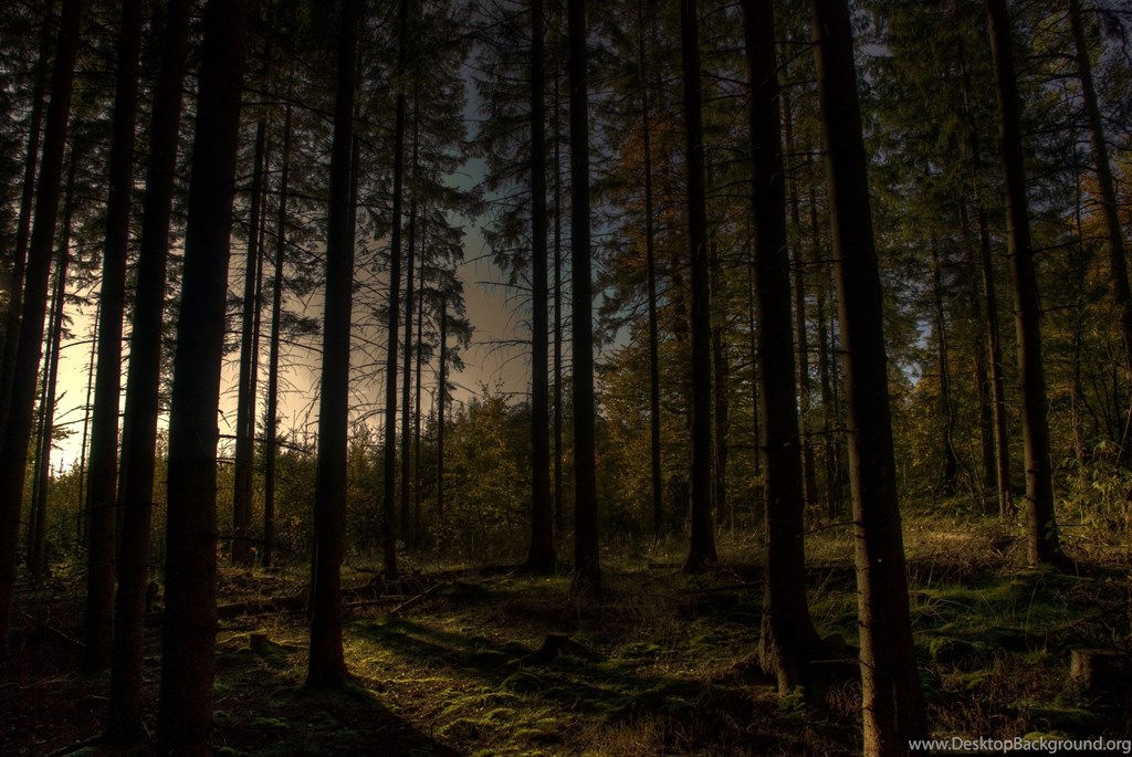 Dark Forest At Dawn (#2210901) - HD Wallpaper & Backgrounds Download