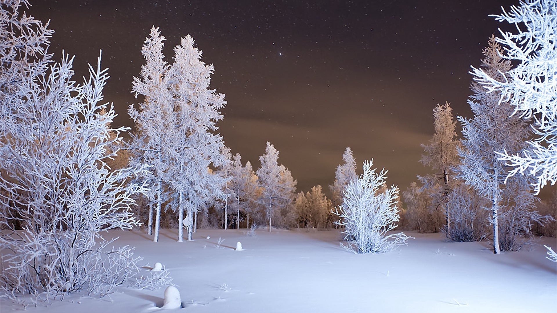 Winter Forest Snow Hd Wallpaper - Background Forest Snow , HD Wallpaper & Backgrounds