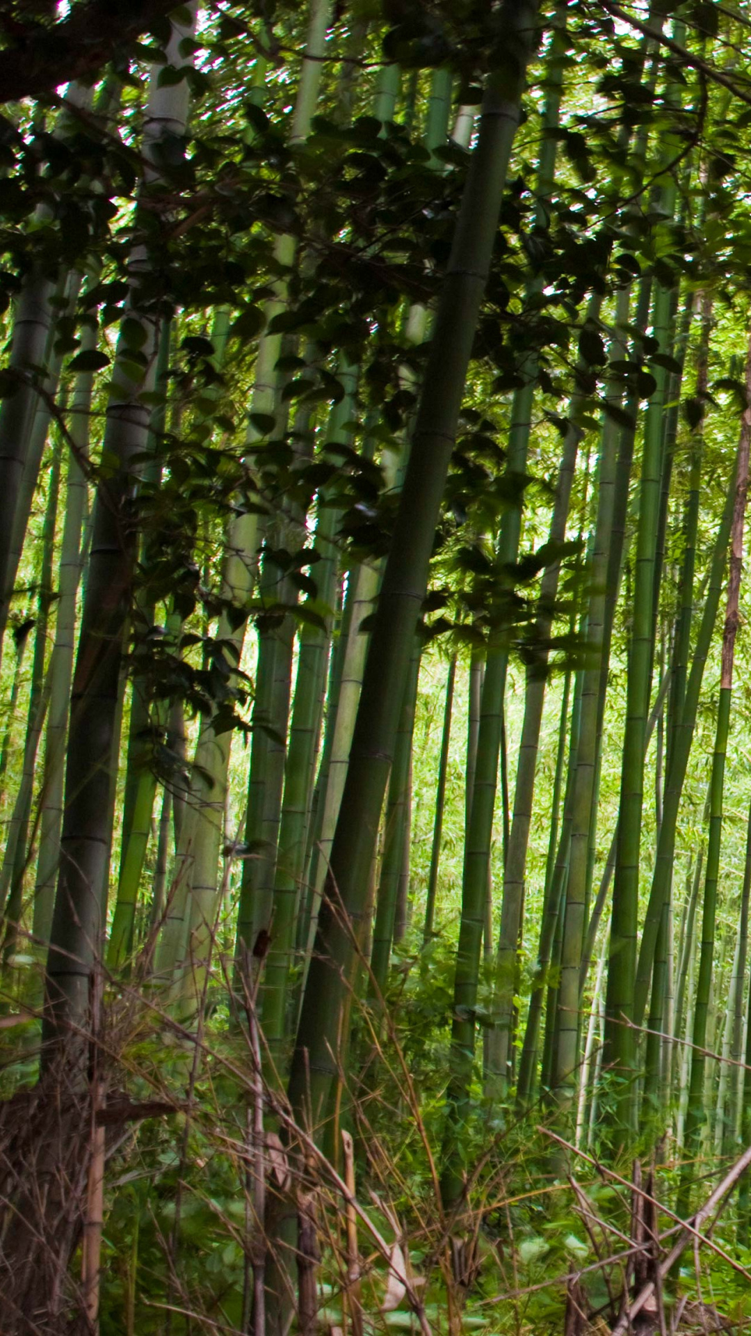Tree, Ecosystem, Bamboo Forest, Bamboo, Forest Wallpaper - Wallpaper , HD Wallpaper & Backgrounds