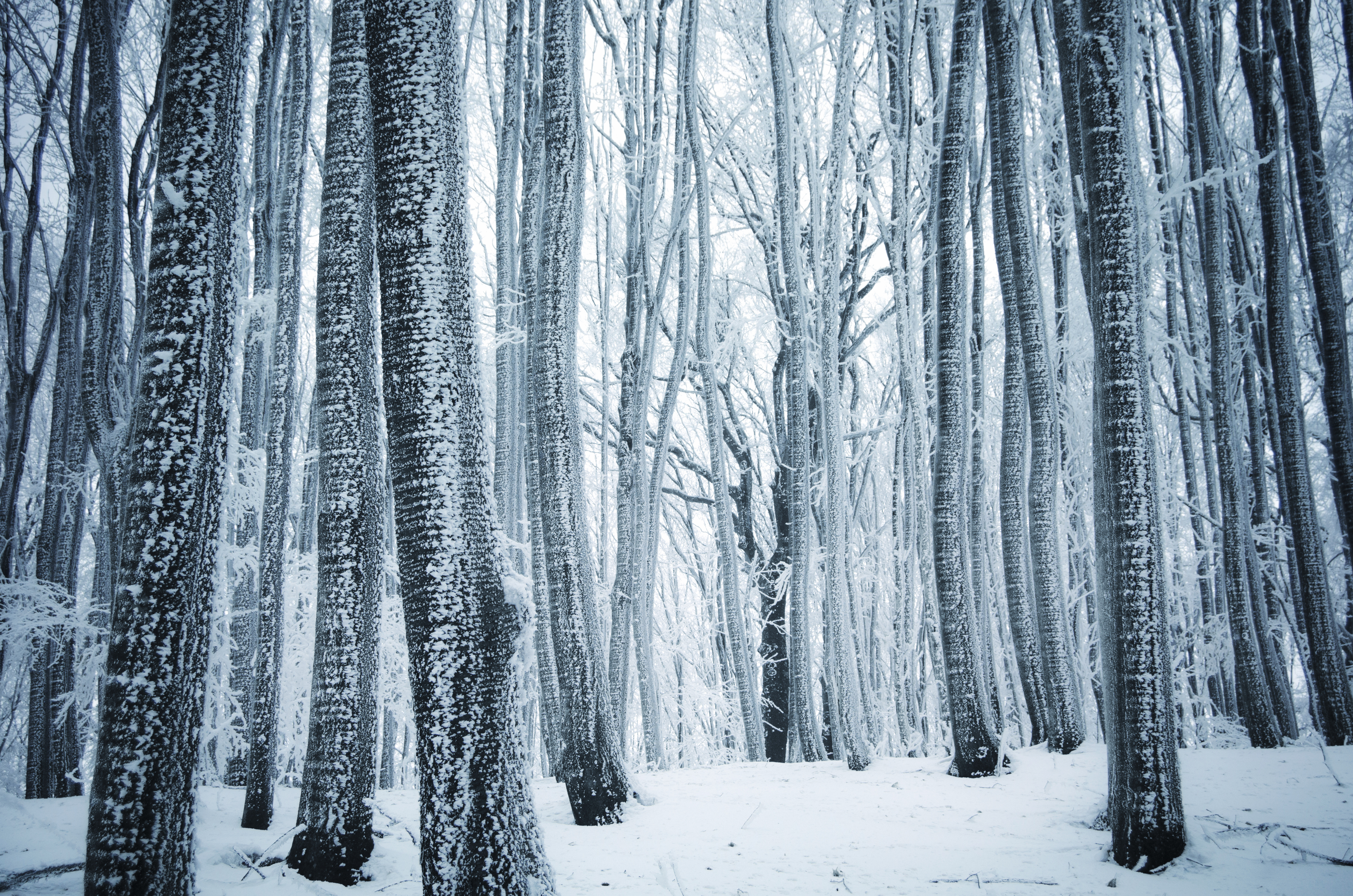 Winter Forest Hd Wallpaper - Forest Winter , HD Wallpaper & Backgrounds