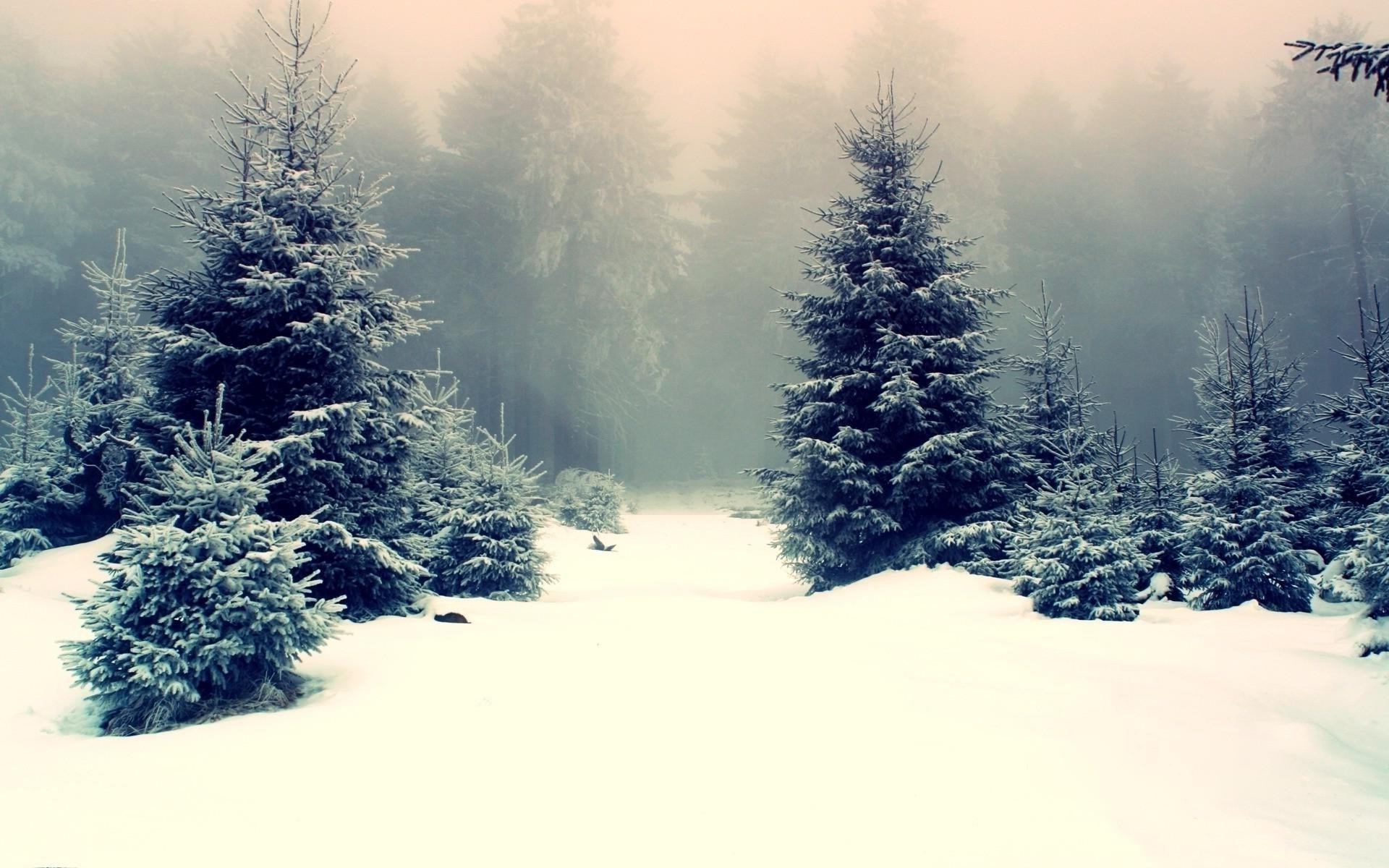 Winter Snowy Forest Best Wide Hd Wallpaper - Fir Tree In Snow , HD Wallpaper & Backgrounds