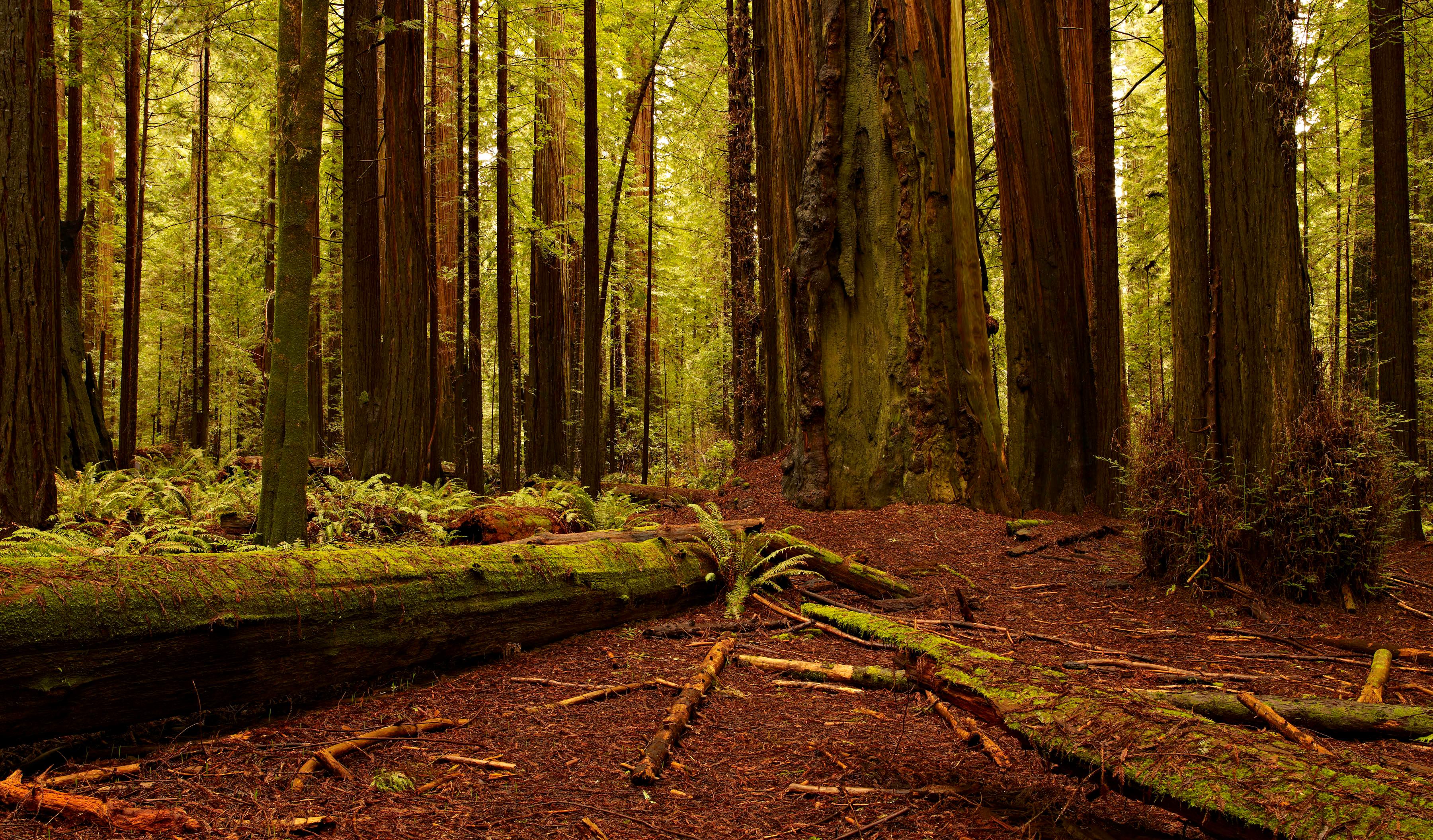 Pacific Northwest Forest Desktop Backgrounds , HD Wallpaper & Backgrounds