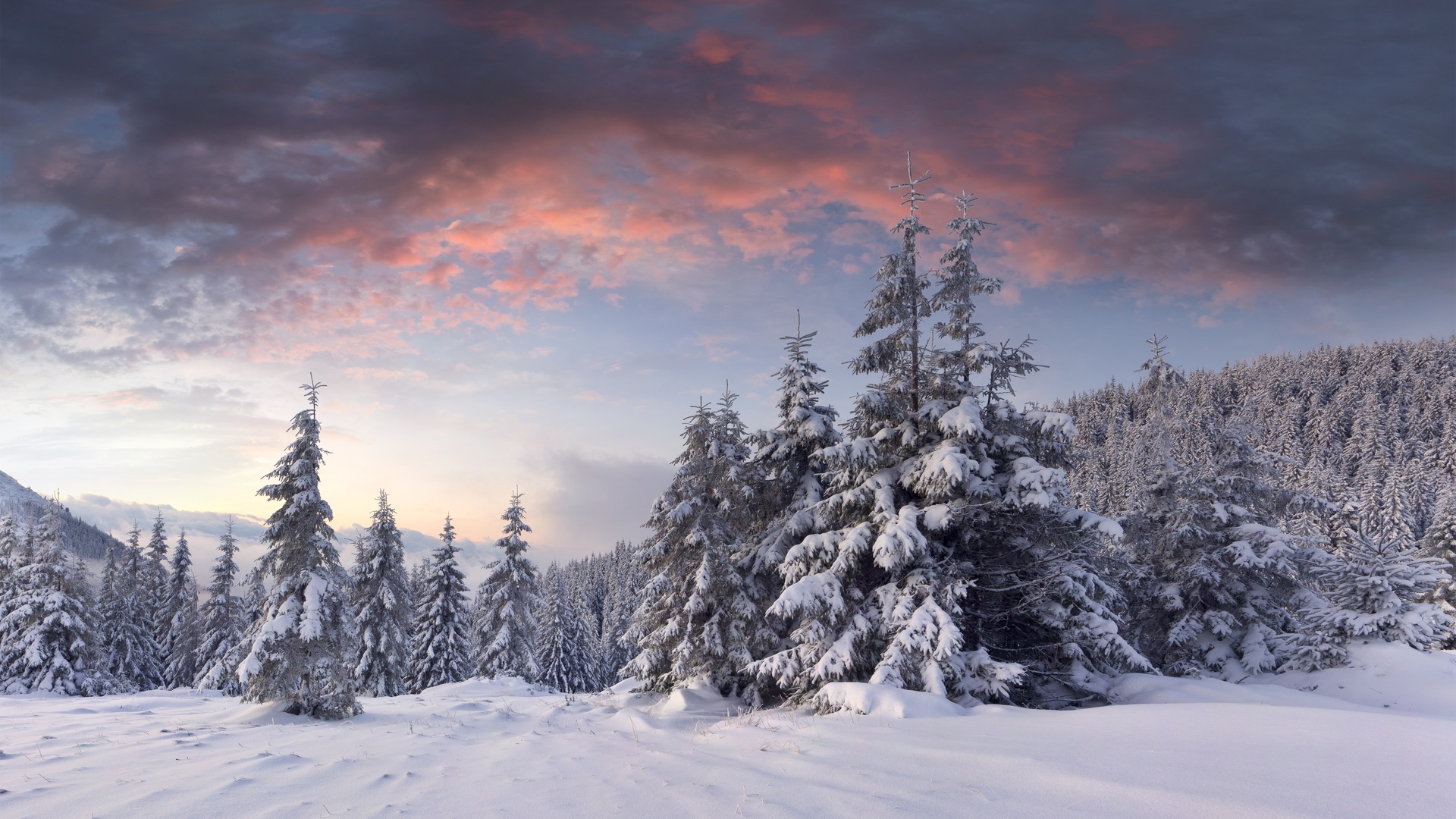 Clouds, Snow, Hills, Dawn, Christmas Tree, Winter, - Winter Forest , HD Wallpaper & Backgrounds