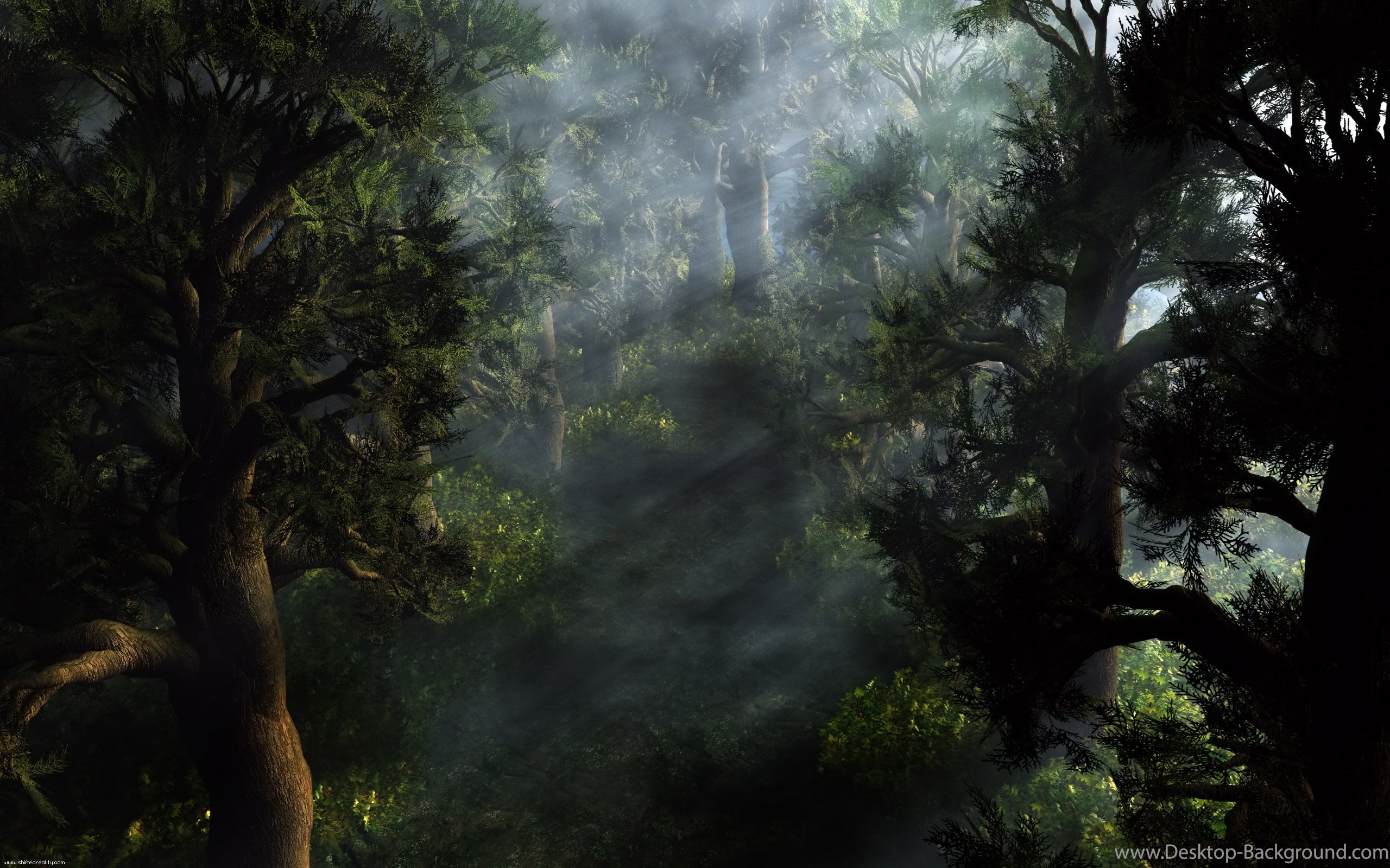 Original Size - Dark Forest , HD Wallpaper & Backgrounds