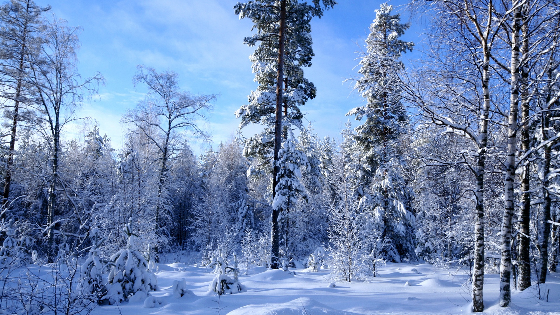 Widescreen - Winter Forest Snow Background , HD Wallpaper & Backgrounds