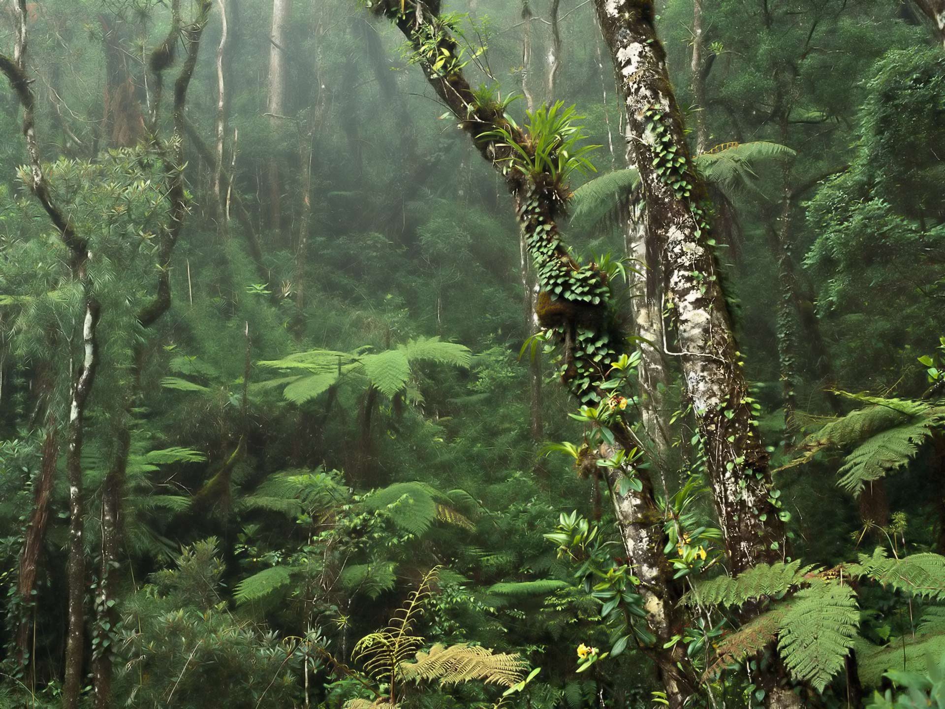 Hd Wallpaper - Beautiful Rainforests , HD Wallpaper & Backgrounds