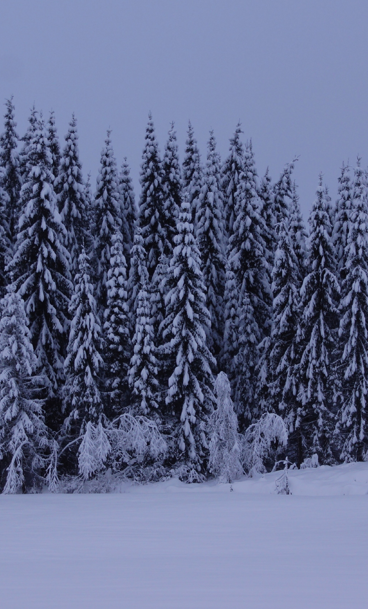 Wallpaper Snowfall, Winter, Forest, Trees, Nature - Snow , HD Wallpaper & Backgrounds